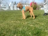 8 Aylık Çift Testis Üremeye Uygun Toy Poodle Erkek