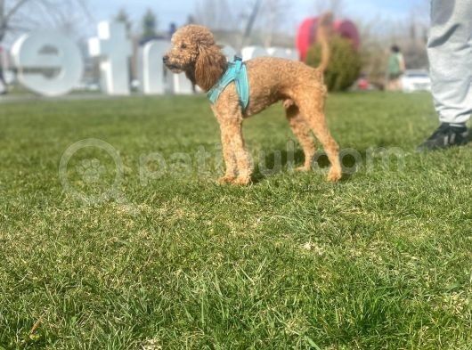 8 Aylık Çift Testis Üremeye Uygun Toy Poodle Erkek görsel
