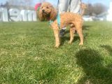 8 Aylık Çift Testis Üremeye Uygun Toy Poodle Erkek