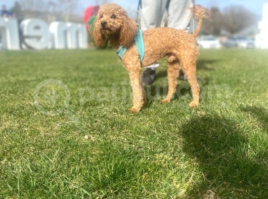 8 Aylık Çift Testis Üremeye Uygun Toy Poodle Erkek görsel