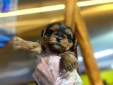 Erkek Ve Dişi Minicik Yorkshire Terrier Bebekler