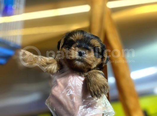 Erkek ve Dişi Minicik Yorkshire Terrier Bebekler