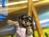 Erkek Ve Dişi Minicik Yorkshire Terrier Bebekler
