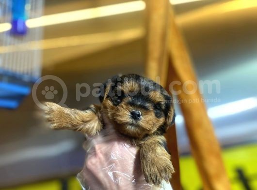 Erkek Ve Dişi Minicik Yorkshire Terrier Bebekler görsel