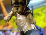 Erkek Ve Dişi Minicik Yorkshire Terrier Bebekler