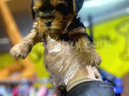 Erkek Ve Dişi Minicik Yorkshire Terrier Bebekler görsel