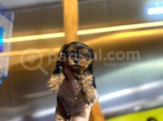 Erkek Ve Dişi Minicik Yorkshire Terrier Bebekler görsel