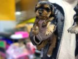 Erkek Ve Dişi Minicik Yorkshire Terrier Bebekler