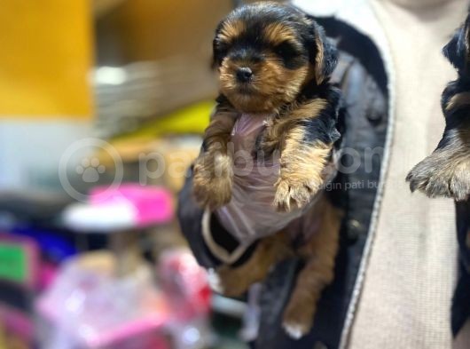 Erkek Ve Dişi Minicik Yorkshire Terrier Bebekler görsel