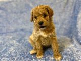 Gerçek F1 Baba Poodle Anne Maltese Terrier Irk Ve Sağlık Garantili Maltipoo