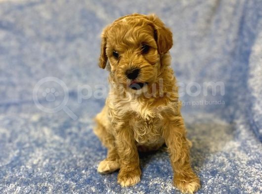 Gerçek F1 Baba Poodle Anne Maltese Terrier Irk ve Sağlık Garantili Maltipoo