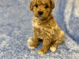 Gerçek F1 Baba Poodle Anne Maltese Terrier Irk Ve Sağlık Garantili Maltipoo