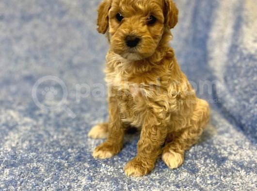 Gerçek F1 Baba Poodle Anne Maltese Terrier Irk Ve Sağlık Garantili Maltipoo görsel