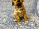 Gerçek F1 Baba Poodle Anne Maltese Terrier Irk Ve Sağlık Garantili Maltipoo