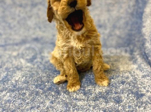 Gerçek F1 Baba Poodle Anne Maltese Terrier Irk Ve Sağlık Garantili Maltipoo görsel