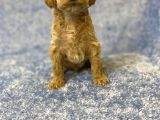 Gerçek F1 Baba Poodle Anne Maltese Terrier Irk Ve Sağlık Garantili Maltipoo