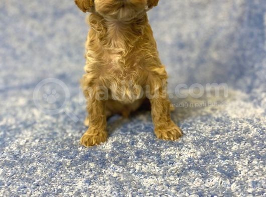 Gerçek F1 Baba Poodle Anne Maltese Terrier Irk Ve Sağlık Garantili Maltipoo görsel