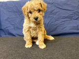 Gerçek F1 Baba Poodle Anne Maltese Terrier Irk Ve Sağlık Garantili Maltipoo