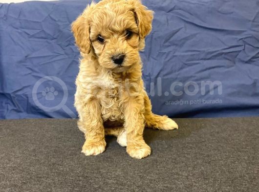 Gerçek F1 Baba Poodle Anne Maltese Terrier Irk Ve Sağlık Garantili Maltipoo görsel