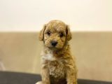 Gerçek F1 Baba Poodle Anne Maltese Terrier Irk Ve Sağlık Garantili Maltipoo