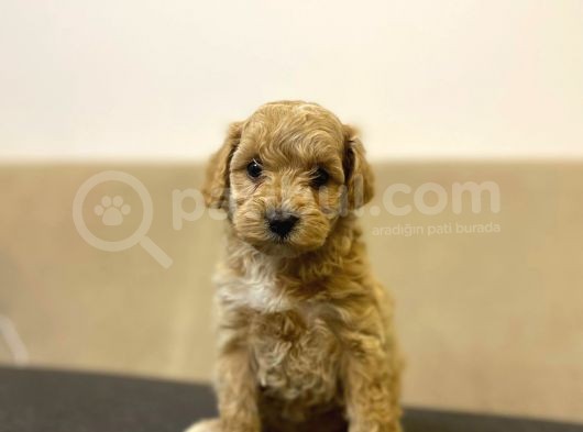 Gerçek F1 Baba Poodle Anne Maltese Terrier Irk Ve Sağlık Garantili Maltipoo görsel