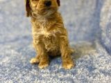 Gerçek F1 Baba Poodle Anne Maltese Terrier Irk Ve Sağlık Garantili Maltipoo