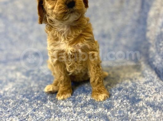 Gerçek F1 Baba Poodle Anne Maltese Terrier Irk Ve Sağlık Garantili Maltipoo görsel