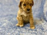 Gerçek F1 Baba Poodle Anne Maltese Terrier Irk Ve Sağlık Garantili Maltipoo
