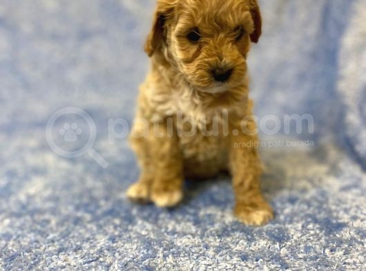 Gerçek F1 Baba Poodle Anne Maltese Terrier Irk Ve Sağlık Garantili Maltipoo görsel