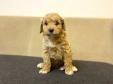 Gerçek F1 Baba Poodle Anne Maltese Terrier Irk Ve Sağlık Garantili Maltipoo