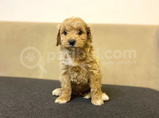 Gerçek F1 Baba Poodle Anne Maltese Terrier Irk Ve Sağlık Garantili Maltipoo görsel