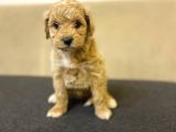 Gerçek F1 Baba Poodle Anne Maltese Terrier Irk Ve Sağlık Garantili Maltipoo