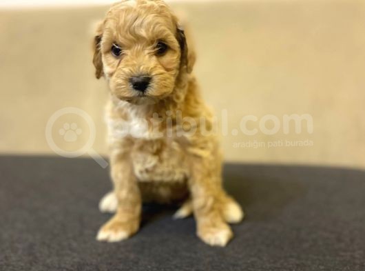 Gerçek F1 Baba Poodle Anne Maltese Terrier Irk Ve Sağlık Garantili Maltipoo görsel