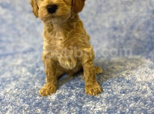 Ev Tipi Gerçek Irk Maltipoo Tüy Dökmez Koku Yapmaz görsel
