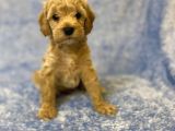 Ev Tipi Gerçek Irk Maltipoo Tüy Dökmez Koku Yapmaz