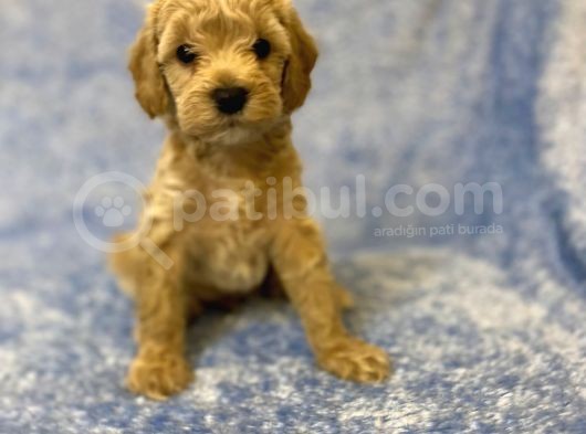 Ev Tipi Gerçek Irk Maltipoo Tüy Dökmez Koku Yapmaz görsel