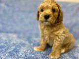 Ev Tipi Gerçek Irk Maltipoo Tüy Dökmez Koku Yapmaz