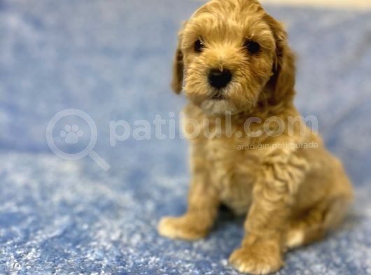 Ev Tipi Gerçek Irk Maltipoo Tüy Dökmez Koku Yapmaz görsel