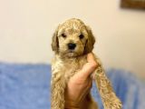 Ev Tipi Gerçek Irk Maltipoo Tüy Dökmez Koku Yapmaz