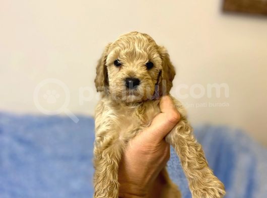 Ev Tipi Gerçek Irk Maltipoo Tüy Dökmez Koku Yapmaz görsel