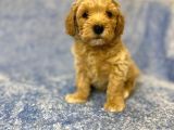 Ev Tipi Gerçek Irk Maltipoo Tüy Dökmez Koku Yapmaz