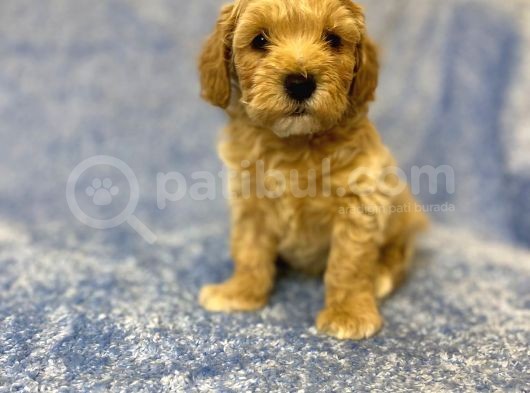 Ev Tipi Gerçek Irk Maltipoo Tüy Dökmez Koku Yapmaz görsel