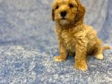 Ev Tipi Gerçek Irk Maltipoo Tüy Dökmez Koku Yapmaz