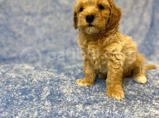 Ev Tipi Gerçek Irk Maltipoo Tüy Dökmez Koku Yapmaz görsel