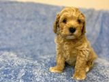 Ev Tipi Gerçek Irk Maltipoo Tüy Dökmez Koku Yapmaz