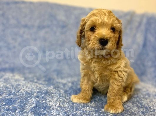 Ev Tipi Gerçek Irk Maltipoo Tüy Dökmez Koku Yapmaz görsel