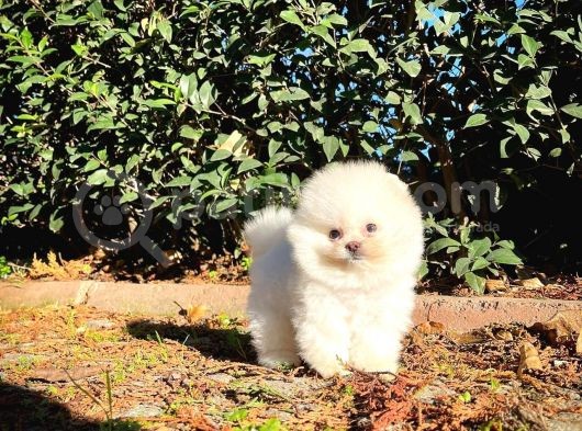 Ayı Surat Pomeranian Boo Yavrularımız  görsel