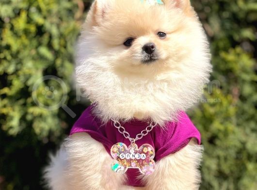 Ayı Surat Teddy Bear Boo Pomeranian Yavrular görsel