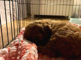 Tatli Mi Tatli Toy Poodle’imiz