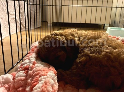 Tatli Mi Tatli Toy Poodle’imiz görsel
